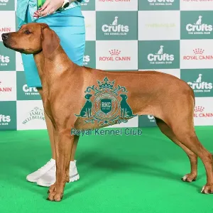 Crufts 2024 Best of Breed Stacked Rhodesian Ridgeback Sk/hun Gch/sk/hun/slo Ch Just Like A Dream of Luanda Ejw Owner: Mrs M Krchňava