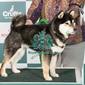 Crufts 2024 - Best of Breed Stacked Rina Wakimi del Cazadora Blanca at Trixwood (Imp Nld) Owner: Mrs C A Best-Rawlings Crufts 2024 - Best of Breed Stacked Rina Wakimi del Cazadora Blanca at Trixwood (Imp Nld) Owner: Mrs C A Best-Rawlings
