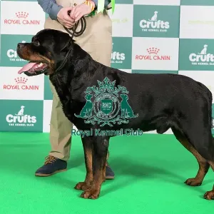Crufts 2024 Best of Breed Stacked Rottweiler 11050 - Fr Ch/sw Ch/lu Ch/int Ch Nemo von Der Wharen Kraft Fr (Mrs V Piedbois)