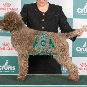Crufts 2024 Best of Breed Stacked Rozebottel's Love of My Life Cibj Nljch Bjch Luxjch Vdhjch Jw-22 W-22 Owner: Mrs K H J G Van Gemert