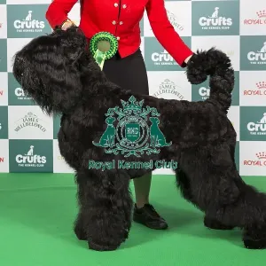 Crufts 2024 Best of Breed Stacked Russian Black Terrier 11142 - Deneb Keitos Jaguar (Mrs J Bem)