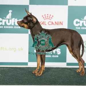 Crufts 2024 Best of Breed stacked Russian Toy (smooth) By/lt Ch Ollarena Queena Owner: Mrs I Holyland Crufts 2024 Best of Breed stacked Russian Toy (smooth) By/lt Ch Ollarena Queena Owner: Mrs I Holyland