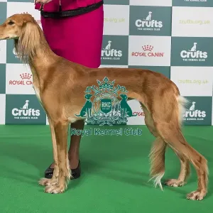 Crufts 2024 Best of Breed Stacked Saluki 18647 - Ravensett Mehrasa (Mr G & Mrss Littlechild)