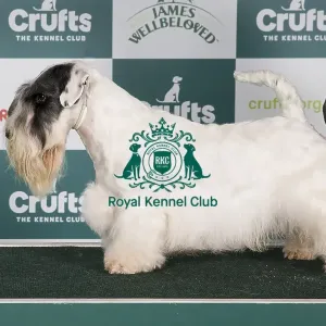 Crufts 2024 Best of Breed Stacked Sealyham Terrier 15643 - Multi Ch Forlegd Onward Tai Lung Jww-21 Jew-21 Jch (Miss W Winowicz) Crufts 2024 Best of Breed Stacked Sealyham Terrier 15643 - Multi Ch Forlegd Onward Tai Lung Jww-21 Jew-21 Jch (Miss W Winowicz)