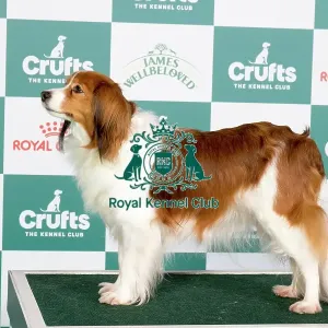 Crufts 2024 - Best of Breed Stacked Sensation vom Tespelkooi of Valleyrise VW (Imp Deu) Owner: Miss C Johnson Crufts 2024 - Best of Breed Stacked Sensation vom Tespelkooi of Valleyrise VW (Imp Deu) Owner: Miss C Johnson