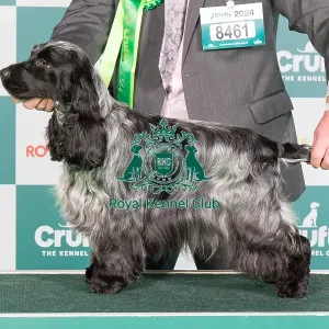 Crufts 2024 Best of Breed Stacked Sh Ch Adriana Sunforest Soul with Manchela (Imp Ukr) JW Owners: Mr M J & Mr M F Masters & Dott