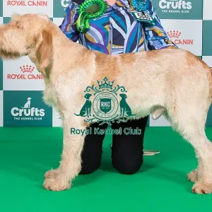 Crufts 2024 Best of Breed Stacked Sh Ch Affilato You Can Bank On It Owners: Ms J & Mr L & Mrs C Clark & Sharp & Sharp