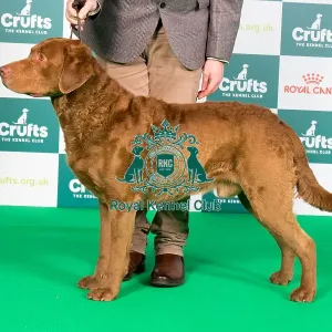 Crufts 2024 Best of Breed Stacked Sh Ch Arnac Bay Huron at Bergelle JW Owners: Miss M V & Mr J & Mr J Mahon & Hunns & Newton