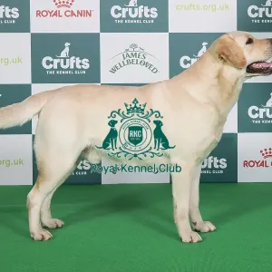 Crufts 2024 Best of Breed Stacked Sh Ch Cremino Calabrese Owners: Mrs J & Mr G Johnson