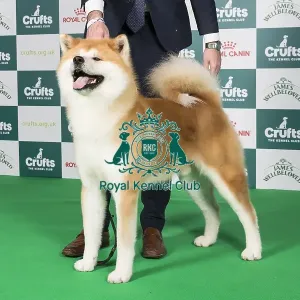 Crufts 2024 - Best of Breed Stacked Sh Ch Dai Kichi Go Shun'you Kensha Owner: Misss Exposito Crufts 2024 - Best of Breed Stacked Sh Ch Dai Kichi Go Shun'you Kensha Owner: Misss Exposito