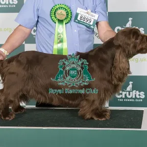 Crufts 2024 Best of Breed Stacked Sh Ch Eald Dances with Wolves among Nyliram JW ShCEx OSW Owner: Mr T Graham