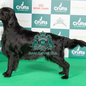 Crufts 2024 Best of Breed Stacked Sh Ch Flatcharm Mayhem Miller Owner: Miss K L Holland