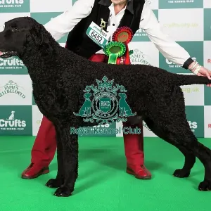 Crufts 2024 Best of Breed Stacked Sh Ch Foxriever Mystic Marvel at Elkysar Owners: Mr K & Mrs M Solomon