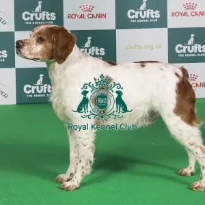 Crufts 2024 Best of Breed Stacked Sh Ch Highclare Only One avec Tailliside (ai) JW Owner: Miss F Cook