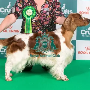 Crufts 2024 Best of Breed Stacked Sh Ch Nyliram Telling Tales JW ShCEx OSW Owner: Mr T Graham