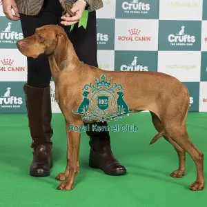 Crufts 2024 Best of Breed Stacked Sh Ch Oakswarren Pure Magic (ai) ShCEx Owners: Miss K & Mr A Legg & Scott
