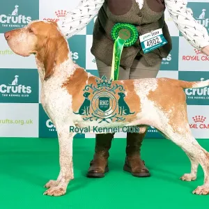 Crufts 2024 Best of Breed Stacked Sh Ch Owlspoint Master of Trouble ShCM ShCEx VW Owners: Mrs A & Miss N Bell & Maddox