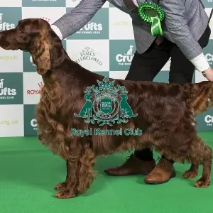 Crufts 2024 Best of Breed Stacked Sh Ch Riverbrue Morning Glory Owners: Mr B A & Miss C Crocker & Lewis