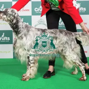 Crufts 2024 Best of Breed Stacked Sh Ch Severnsett Firecracker Owners: Mr N A & Mrs P M Darley