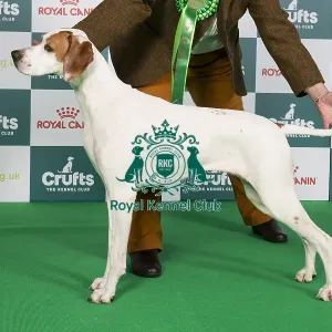 Crufts 2024 Best of Breed Stacked Sh Ch Sniperay Edge of Glory JW Owner: Mrs J Radcliffe