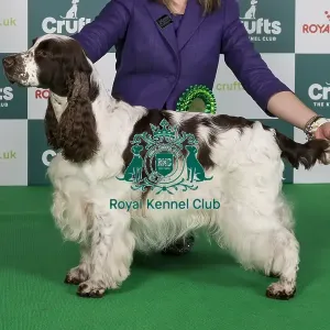 Crufts 2024 Best of Breed Stacked Sh Ch Trimere Tickle Me Fancy Owners: Mr S, Mrs M, Mrs E & Miss G Wildsmith & Brown