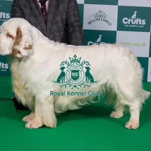 Crufts 2024 Best of Breed Stacked Sh Ch Vanitonia Soloist Owner: Mr L As Cox
