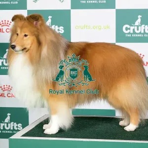 Crufts 2024 Best of Breed stacked Shetland Sheepdog 13595 - Ch Edglonian Golden Graham (Miss D Pearson)