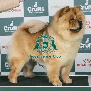 Crufts 2024 - Best of Breed Stacked Shulian Santa Ana Star Owners: Mr P W H & Mrs K J Wright Crufts 2024 - Best of Breed Stacked Shulian Santa Ana Star Owners: Mr P W H & Mrs K J Wright