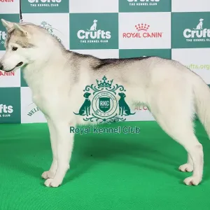 Crufts 2024 Best of Breed Stacked Siberan Husky 11378 - Ch Pelenrise Don't Let Me Go JW (Mrs P & Mrs H Taylor & Taylor-Morris)