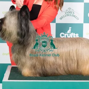 Crufts 2024 Best of Breed Stacked Skye Terrier 15680 - Ch Flanagan Energizer at Feorlig (Imp Svk) (Mrs K F Ryan) Crufts 2024 Best of Breed Stacked Skye Terrier 15680 - Ch Flanagan Energizer at Feorlig (Imp Svk) (Mrs K F Ryan)