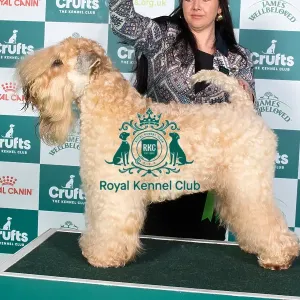 Crufts 2024 Best of Breed Stacked Soft Coated Wheaten Terrier 15738 - Ch Celtannia Atlantic Gold (Mr B, Mr D & Miss L Moles, Williams & Dalton) Crufts 2024 Best of Breed Stacked Soft Coated Wheaten Terrier 15738 - Ch Celtannia Atlantic Gold (Mr B, Mr D & Miss L Moles, Williams & Dalton)