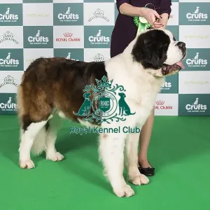 Crufts 2024 Best of Breed Stacked St Bernard 11198 - Pol/swiss/dan Ch Ercole Wielkopolski Bernardyn Ww (Mrs Magda & Mr Pawel Kubacha & Kopinke)
