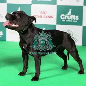 Crufts 2024 Best of Breed Stacked Staffordshire Terrier 15933 - Kamaristaffs Royal Gem at Jazostaff JW (Mr T & Mrs C Plumstead) Crufts 2024 Best of Breed Stacked Staffordshire Terrier 15933 - Kamaristaffs Royal Gem at Jazostaff JW (Mr T & Mrs C Plumstead)