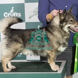 Crufts 2024 Best of Breed stacked Swedish Vallhund 13712 - Eriksfjord Brave Charm (Mr G & Mrss Lee)