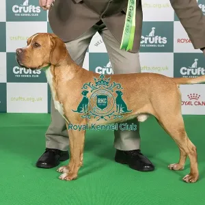 Crufts 2024 Best of Breed Stacked Teisgol Henrique Mr P R & Mrs D E Stilgoe