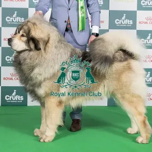 Crufts 2024 Best of Breed Stacked Tibetan Mastiff 11407 - Fr Ch Rongshai Du Domaine De Toundra (Mrss Haeffele)