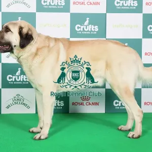 Crufts 2024 Best of Breed stacked Turkish Kangal Dog 13736 - D Ch Werner (Mr Th. Wilken)