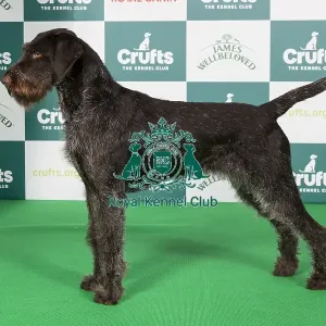 Crufts 2024 Best of Breed Stacked Urvum Arwen Owner: Mr L Cocchi