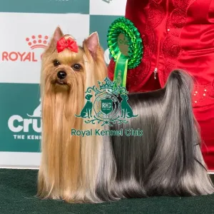 Crufts 2024 Best of Breed stacked Vw Calibri Fly Cosmos Owner: Mr Aco Pavlovski Crufts 2024 Best of Breed stacked Vw Calibri Fly Cosmos Owner: Mr Aco Pavlovski
