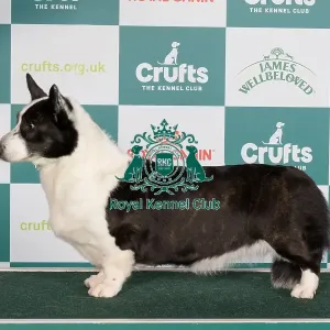 Crufts 2024 Best of Breed stacked Welsh Corgi (Cardigan) 13752 - Am Ch Sundance Be Still My Heart (Mrs L & Mrs N & Mr R & Miss L Croft-Elliott & Wilson & Vanoplynes & Price)