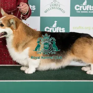 Crufts 2024 Best of Breed stacked Welsh Corgi (Pembroke) 13967 - Multi Ch Aurorus Lunaris Ex Valhalos Sargas (Mrs J Xu)
