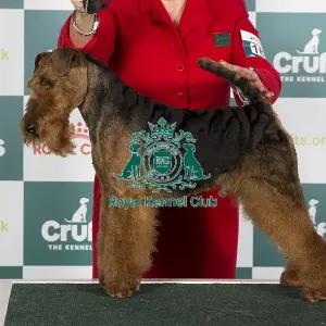 Crufts 2024 Best of Breed Stacked Welsh Terrier 16146 - Ch Perrisblu The Phantom, Breed: Welsh Terrier (Ms C Cole) Crufts 2024 Best of Breed Stacked Welsh Terrier 16146 - Ch Perrisblu The Phantom, Breed: Welsh Terrier (Ms C Cole)