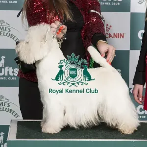 Crufts 2024 Best of Breed Stacked West Highland White Terrier 16257 - Int Ch/ned Ch/lux Ch White Villan Lucky Luke Jw21 (K &s Van Der Veen) Crufts 2024 Best of Breed Stacked West Highland White Terrier 16257 - Int Ch/ned Ch/lux Ch White Villan Lucky Luke Jw21 (K &s Van Der Veen)