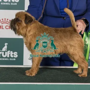 Crufts 2024 Best of Breed stacked Zilcan Monkey Business Owners: Mr M, Mrs C & Miss F Selby, Allen & Whithead Crufts 2024 Best of Breed stacked Zilcan Monkey Business Owners: Mr M, Mrs C & Miss F Selby, Allen & Whithead