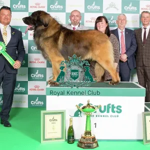 Crufts 2024 Best in Group 1st place Leonberger 10670 - Ch Corleone Navigator at Kalizmar (Imp Can) (Mr L & Miss K Studholme & Rushby)