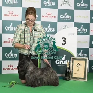 Crufts 2024 Best in Group 3rd place Terrier Scottish Terrier 15541 - Am Gch Kriscots He's A Rebel at De La Pomme, Breed: Scottish Terrier (Ms P, Mrs V, Mrs H, Ms D & Miss R Jaruthavee, Huber, Krisko, Cross & Cross)