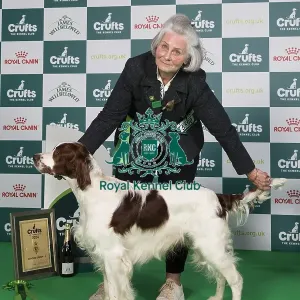 Crufts 2024 Best in Group Gundog 4th Place Irish Red and White Setter Sh Ch Talintyre Winter Shadow Owner: Mrs J Tait Gundog Group 4