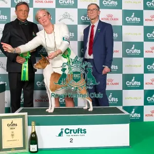 Crufts 2024 Best in Group Hound 2nd Place Basenji Se/dkk/no/hr/int Ch Naslediye Etera Atlas Holding Thes Euw 22 Euw 23 Owner: Mrs E Prahl