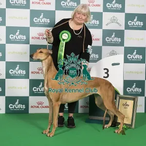 Crufts 2024 Best in Group Hound 3rd Place Greyhound Ch/it Ch/es Ch Sobers Geraldine Al Jch Owners: Mrs B & Mr P Ahrens & Primavera