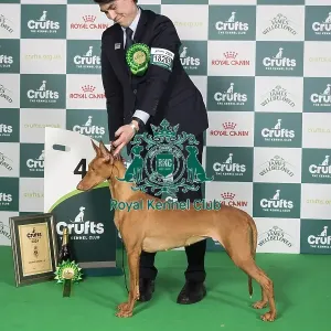 Crufts 2024 Best in Group Hound 4th Place Pharaoh Hound Bazinga Make Love Not War Owners: Mrs T & Mrs L & Mr R Hansen & Stark & Stark